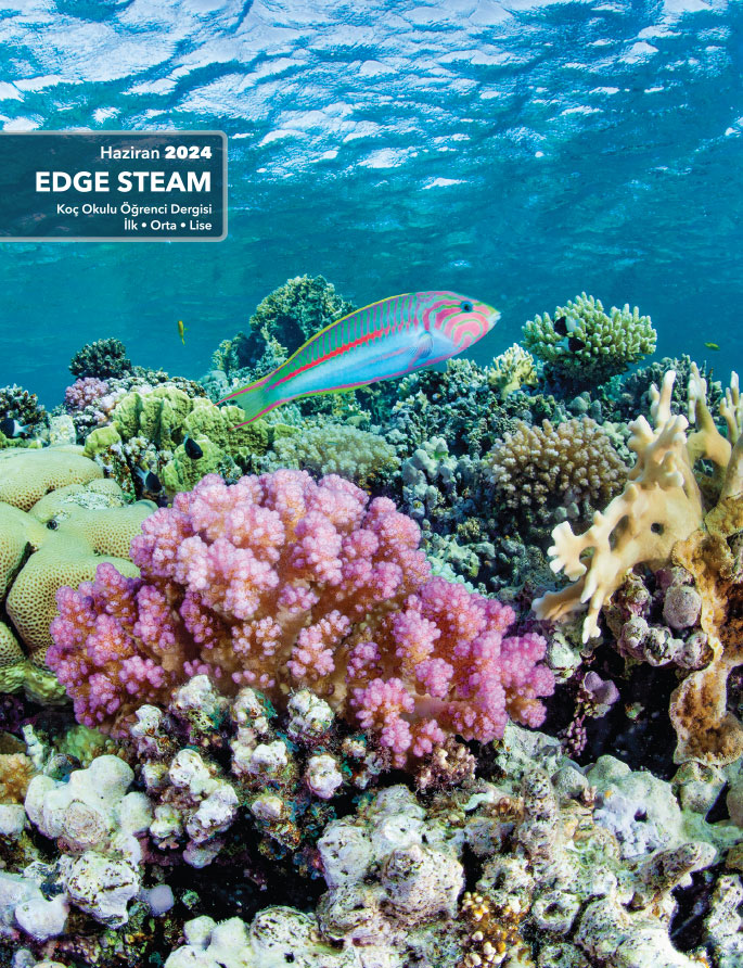 Edge Steam Haziran 2024