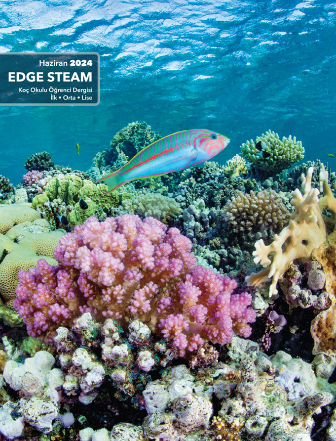 Edge Steam - 2024